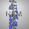 delphiniums dark blue flower